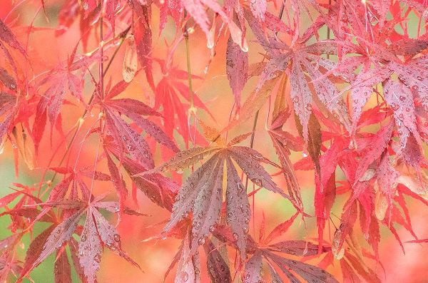 Gulin, Sylvia 아티스트의 USA-Washington State-Pacific Northwest-Sammamish and red Japanese Maple leaves with dewdrops작품입니다.